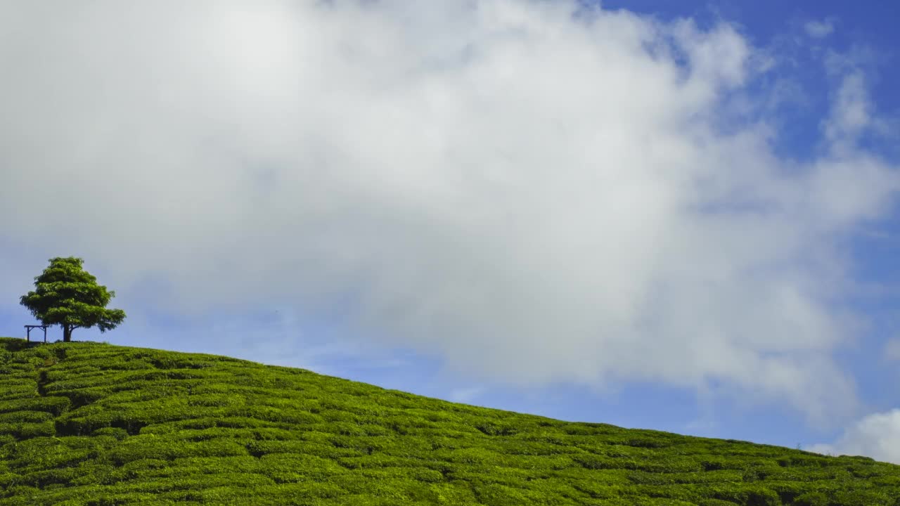 4K绿茶种植园孤独树的时间流逝锅里正确的效果视频素材