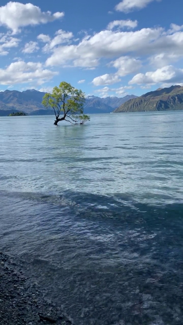 著名的风景裂缝柳树(#ThatWanakaTree)，新西兰瓦纳卡湖视频素材