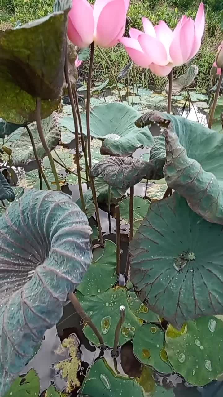 粉红色的荷花。脆弱性的概念。视频素材