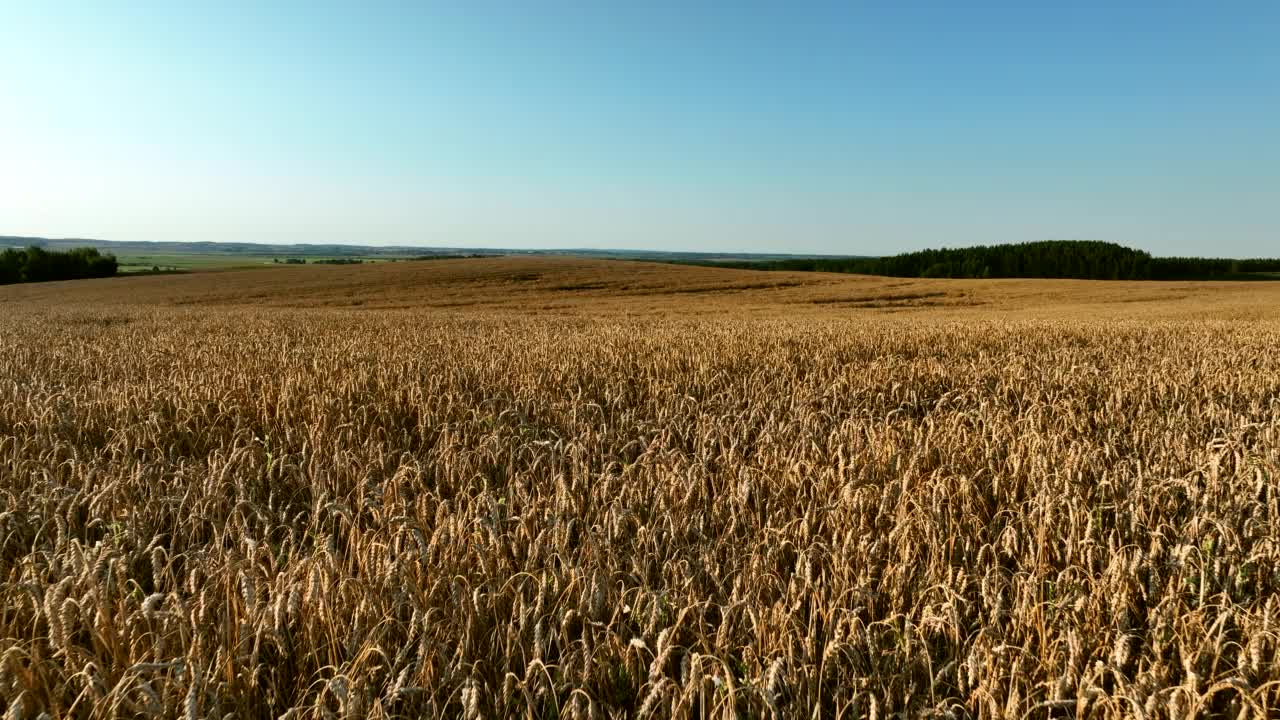 夕阳下的麦田。视频素材