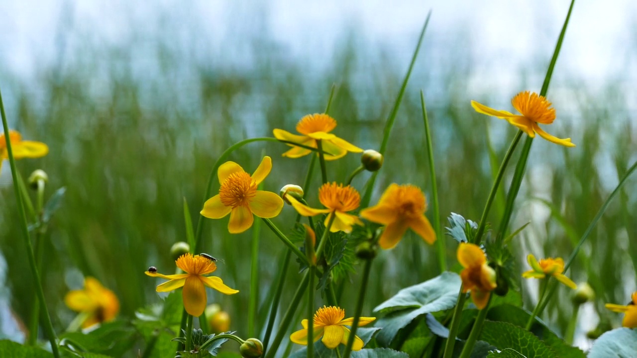 沼泽金盏花(Caltha palustris) /丽江，云南，中国视频素材