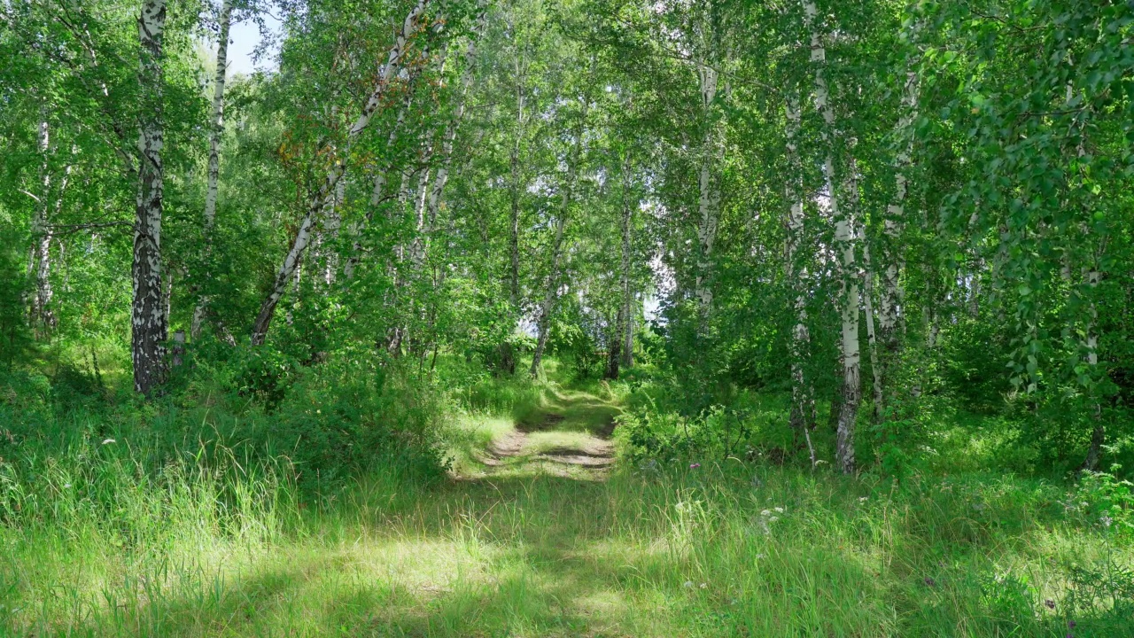 乡村道路上一片夏日森林，微风轻拂，风景静如照相机视频素材