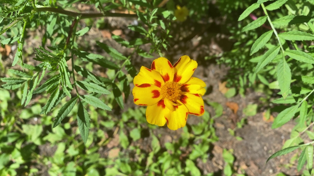 金盏花在花坛上的特写视频素材