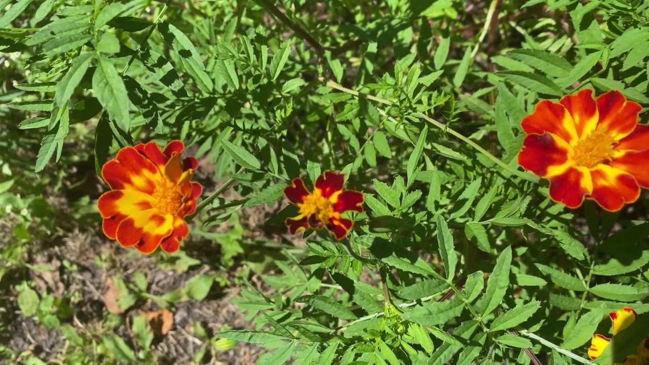 金盏花在花坛上的特写视频素材