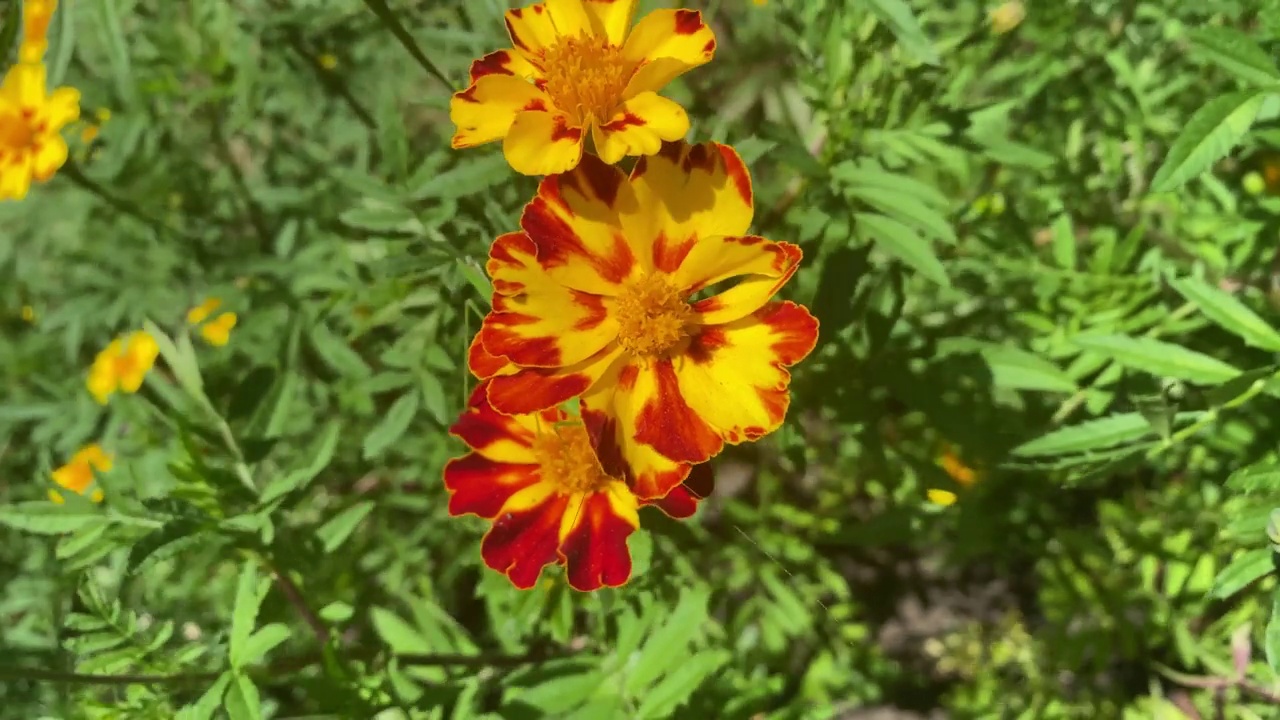 金盏花在花坛上的特写视频素材