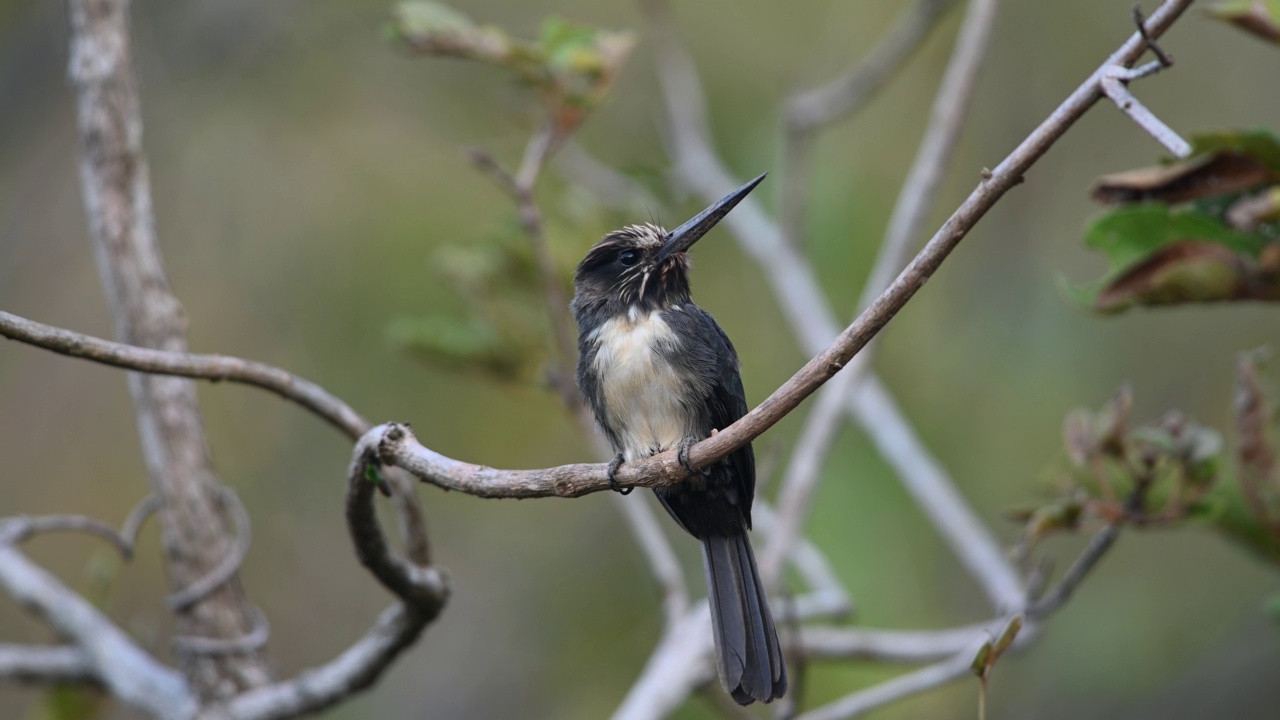 三趾Jacamar(三趾Jacamaralcyon triactyla)被一只蜂鸟攻击，蜂鸟对他的存在感到不安。视频素材