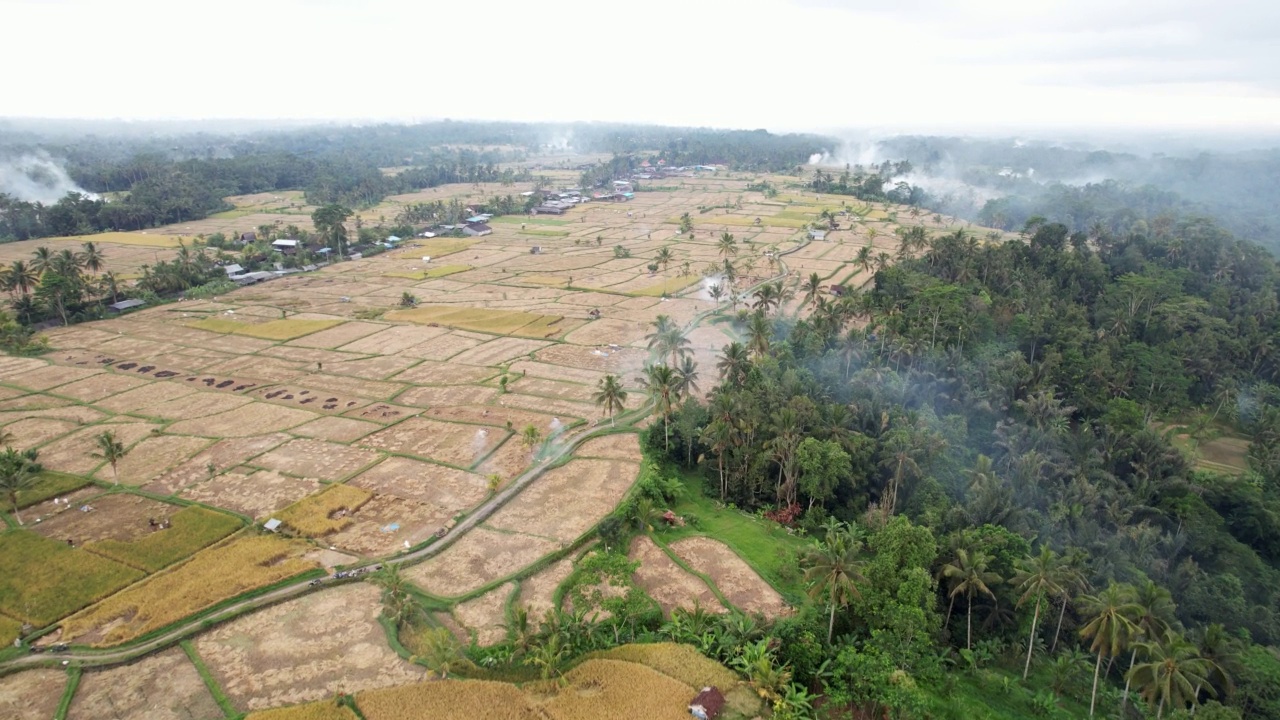 大面积种植水稻，大部分田地收获，航拍视频素材