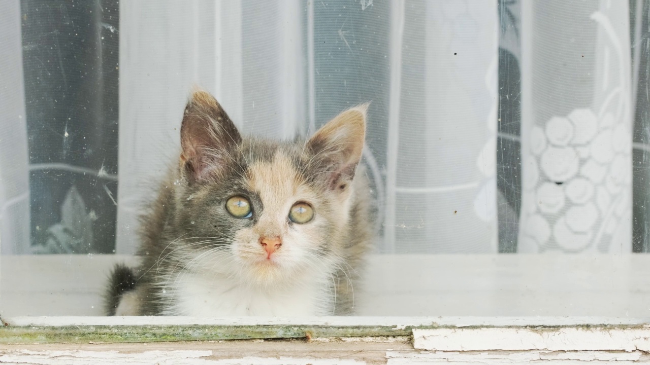 一只小猫坐在窗台上，看着窗外的街道。家猫。好奇、有趣、可爱的宠物从一扇旧窗户往外看。色彩鲜艳的猫。从街上拍摄视频素材