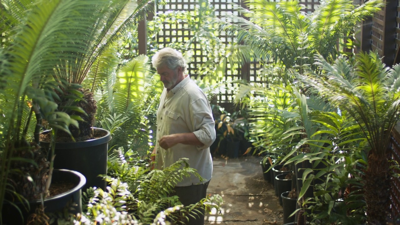 高级男子在他的热带植物苗圃工作视频素材