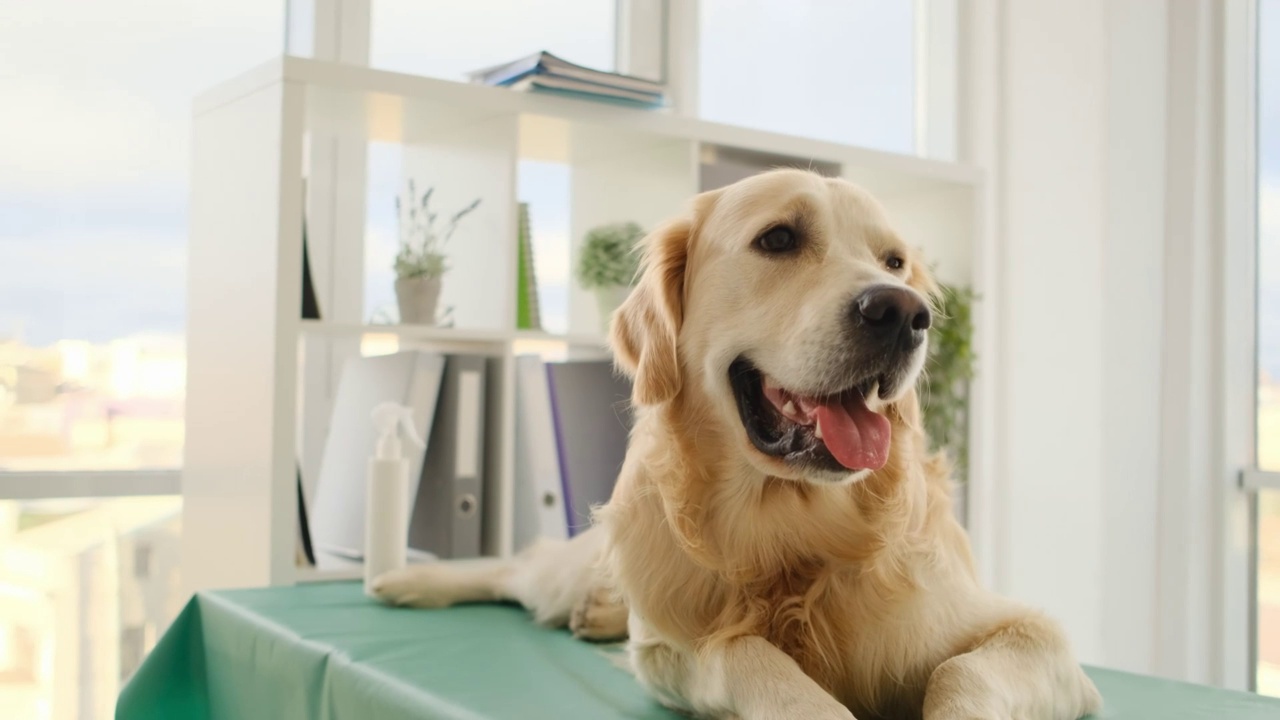 等待兽医的金毛猎犬视频素材