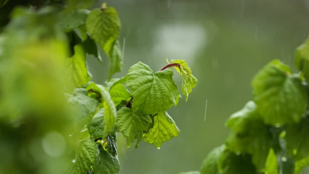 雨落在绿色植物的叶子上。安静放松的冥想安静的背景。慢动作雨滴从绿叶树在大雨。大自然中的雨天和雨水。视频素材