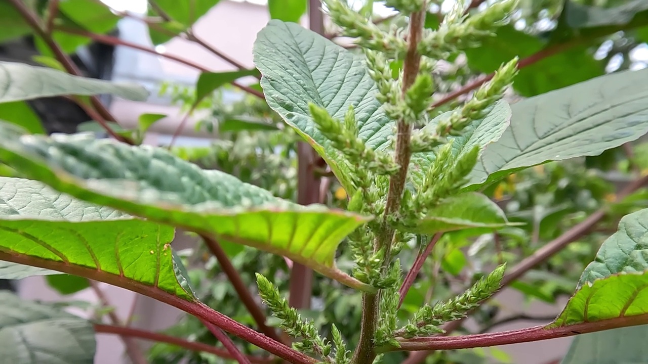 菠菜已经生长，开始学习开花，并在里面储存了成千上万的种子视频素材