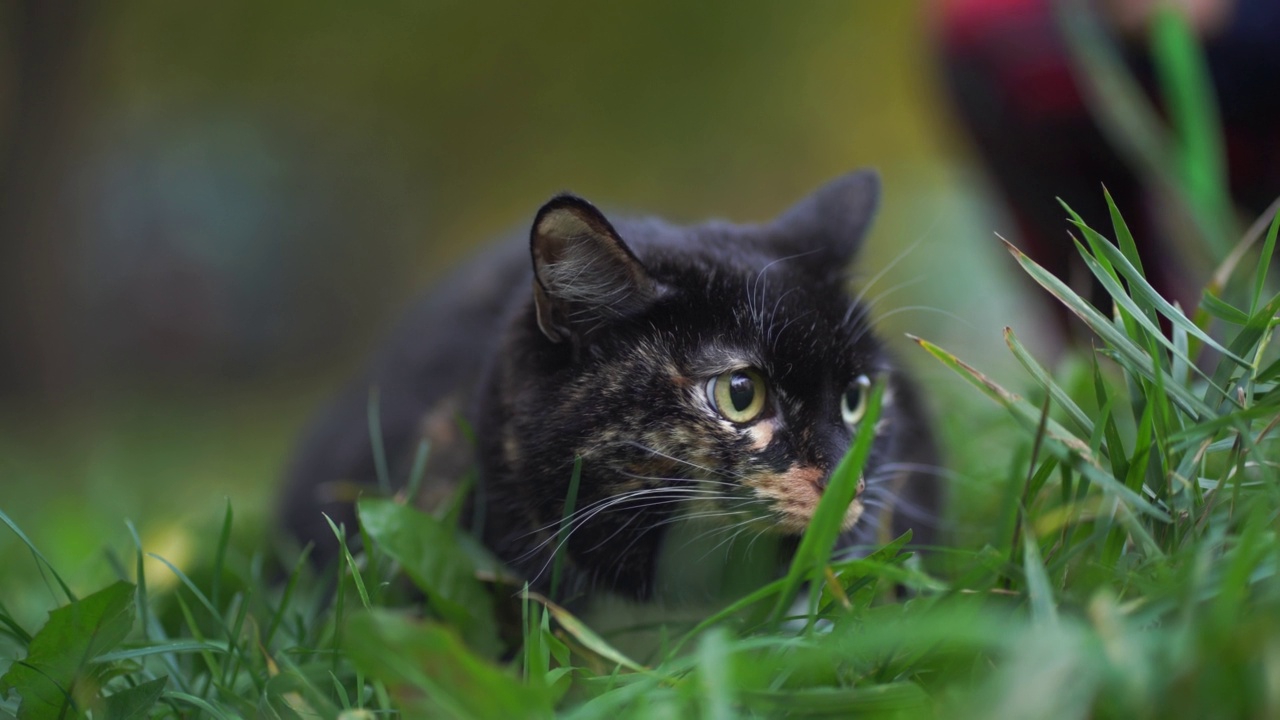 在大自然的绿色草地上，一只黄色眼睛、神情专注的家养黑斑猫向四周张望。视频素材