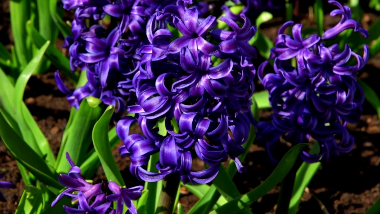 紫风信子(Hyacinthus orientalis)五月在花园里盛开。茂盛盛开的蓝紫色风信子花。春天的花的背景。贺卡。有选择性的重点。第一个春天的花朵。视频下载