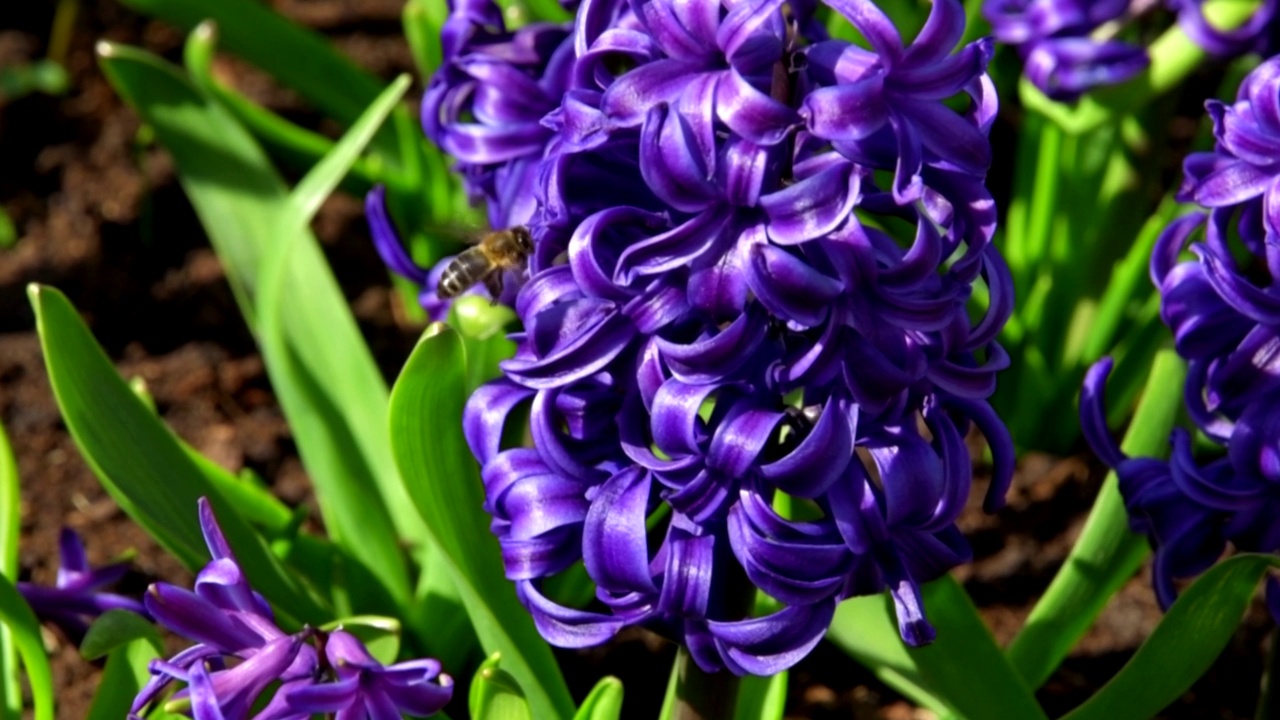 紫风信子(Hyacinthus orientalis)五月在花园里盛开。茂盛盛开的蓝紫色风信子花。春天的花的背景。贺卡。有选择性的重点。第一个春天的花朵。视频下载