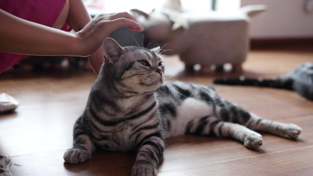 与猫玩耍的女子视频素材