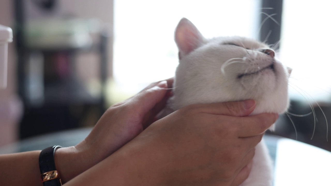 女人用手抚摸着猫视频素材