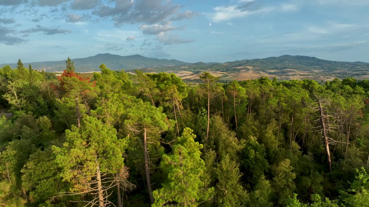 夏天的蒙塔奇诺森林，意大利托斯卡纳视频素材