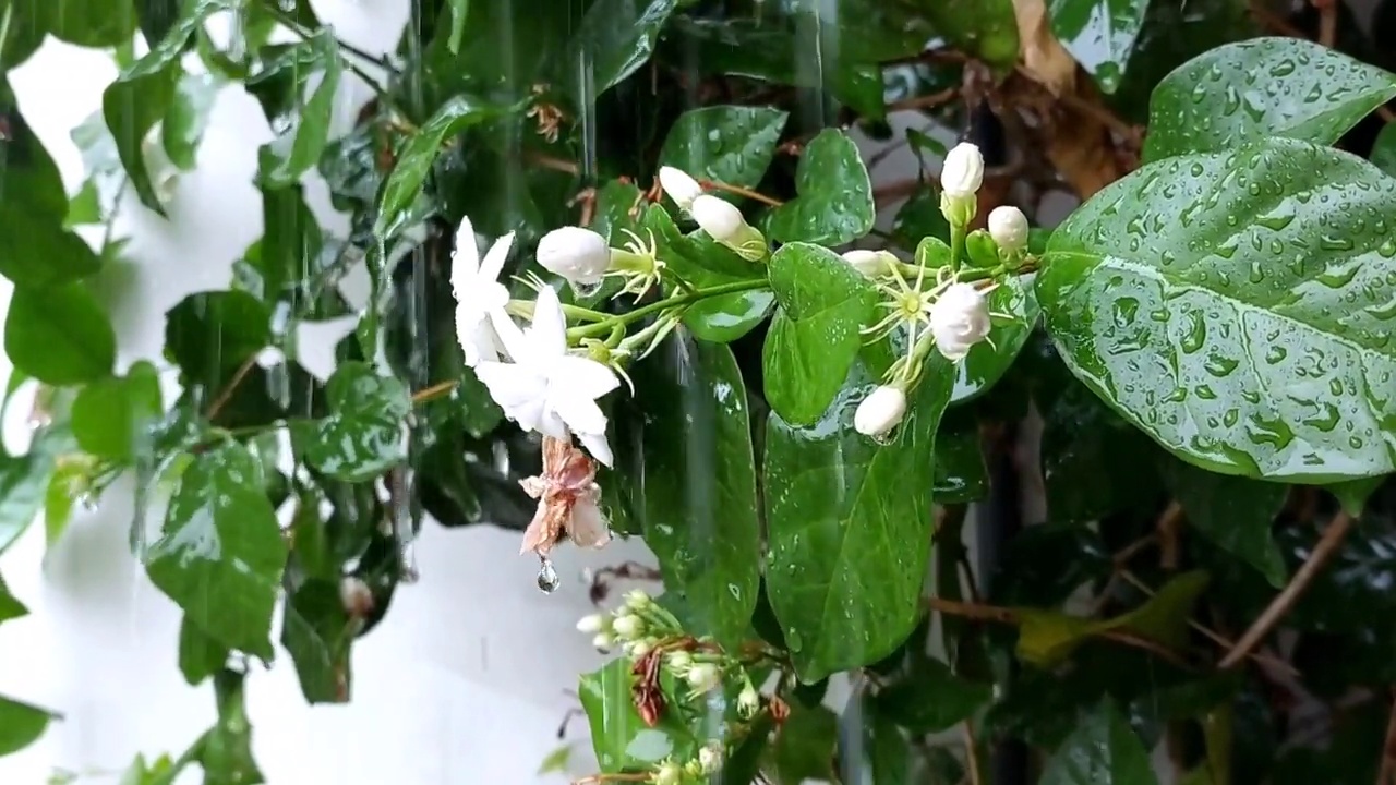 雨水滴过茉莉花的白花，一片绿花的雨画面视频素材