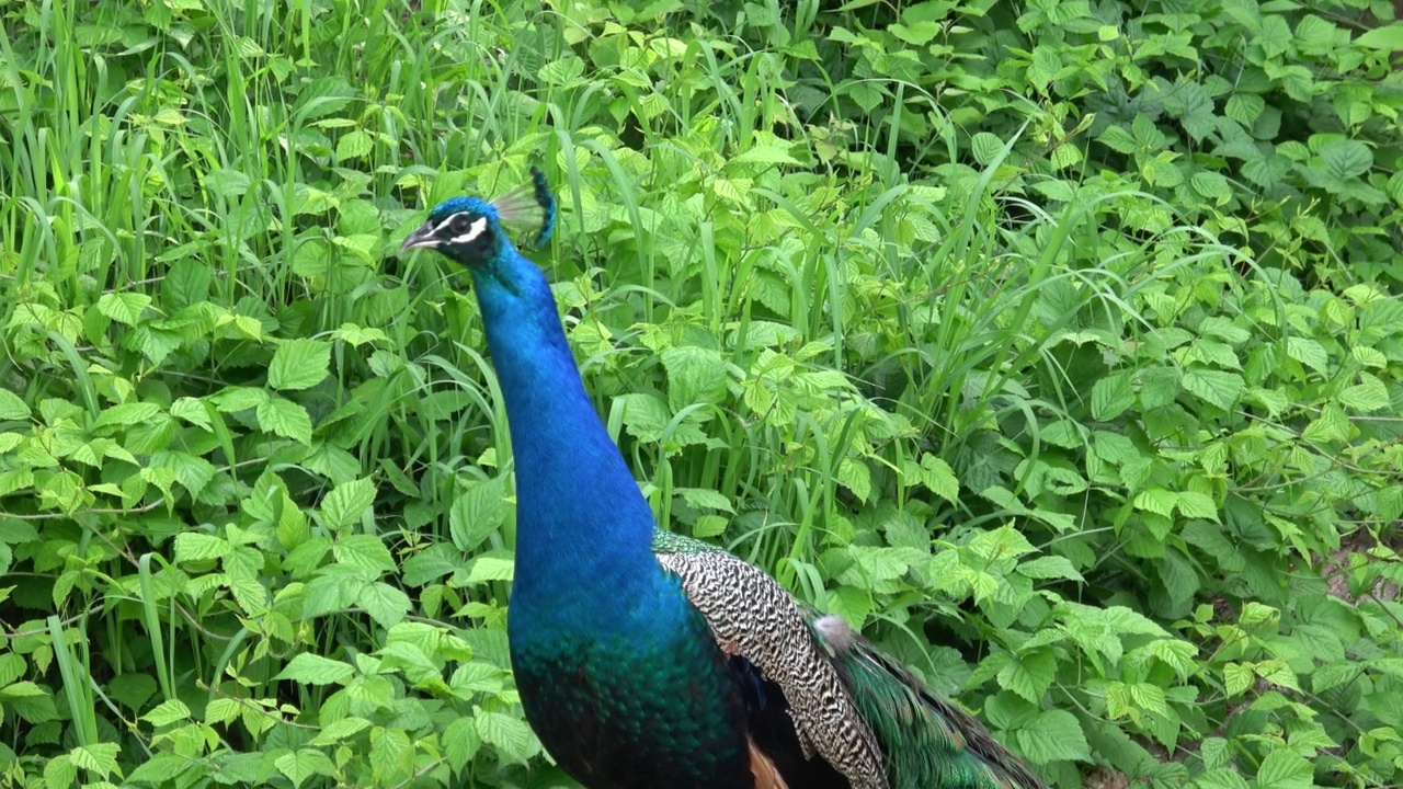 美丽的孔雀画像。印度孔雀或蓝孔雀(Pavo cristatus)。视频素材