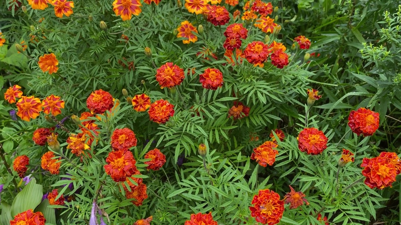 雨后的花坛长满了橙色的万寿菊视频素材