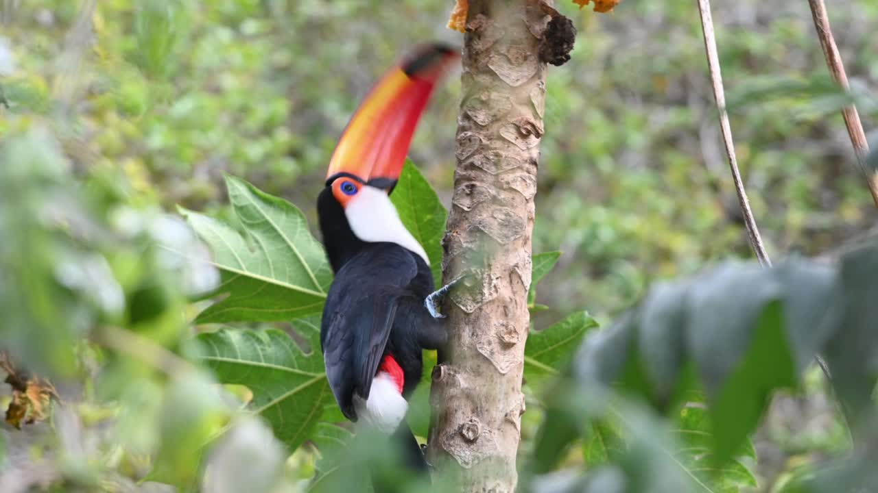 Toco巨嘴鸟(Ramphastos Toco)在热带雨林林下吃水果和木瓜。视频素材