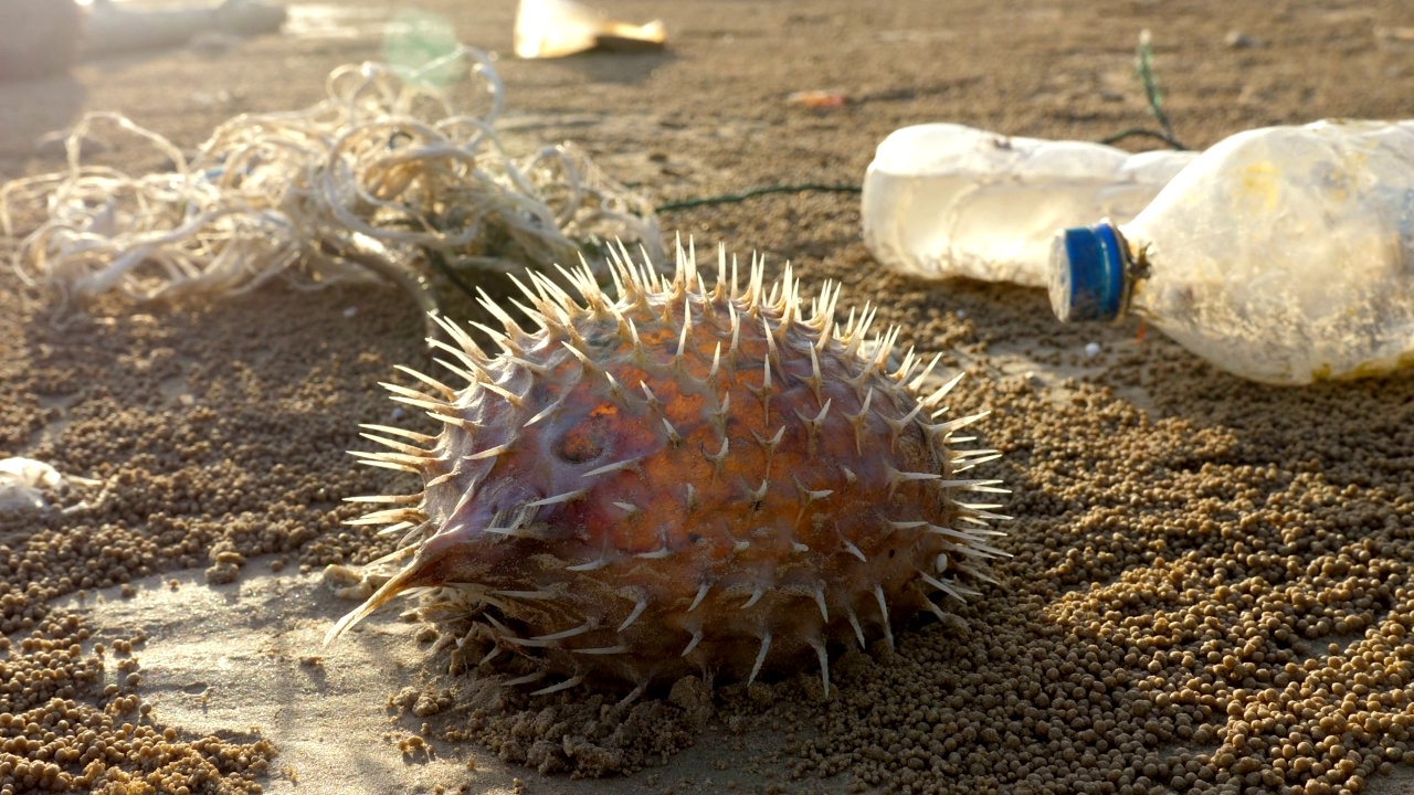 海边垃圾和塑料瓶旁的死鱼视频素材