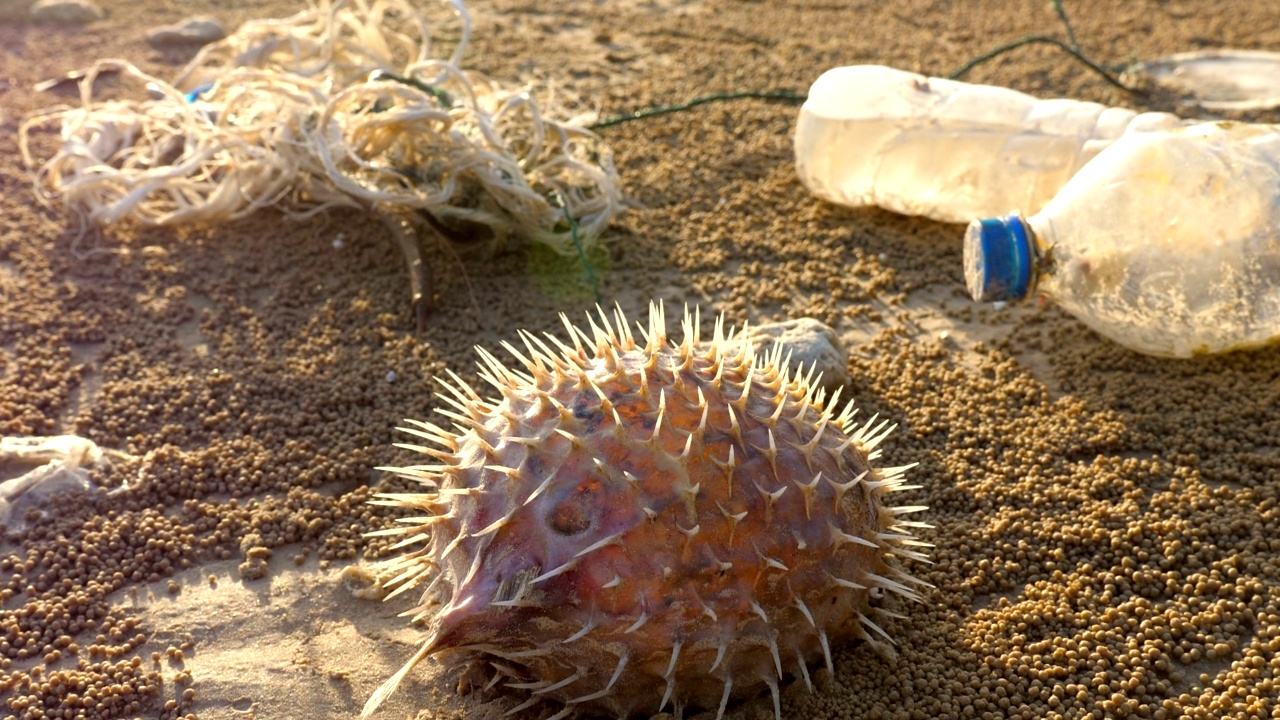 死鱼在肮脏的塑料污染的海岸在日落视频素材