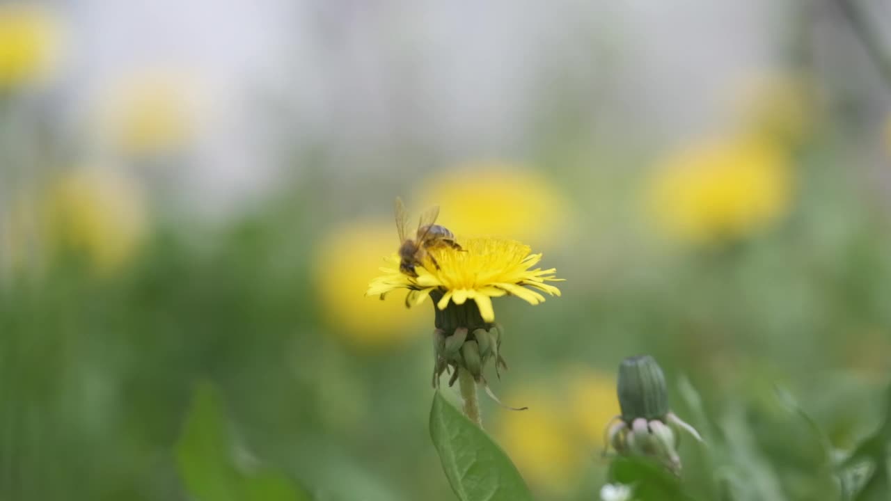 在绿意盎然、阳光明媚的夏日草地上，蜜蜂在黄色蒲公英花上采蜜视频素材