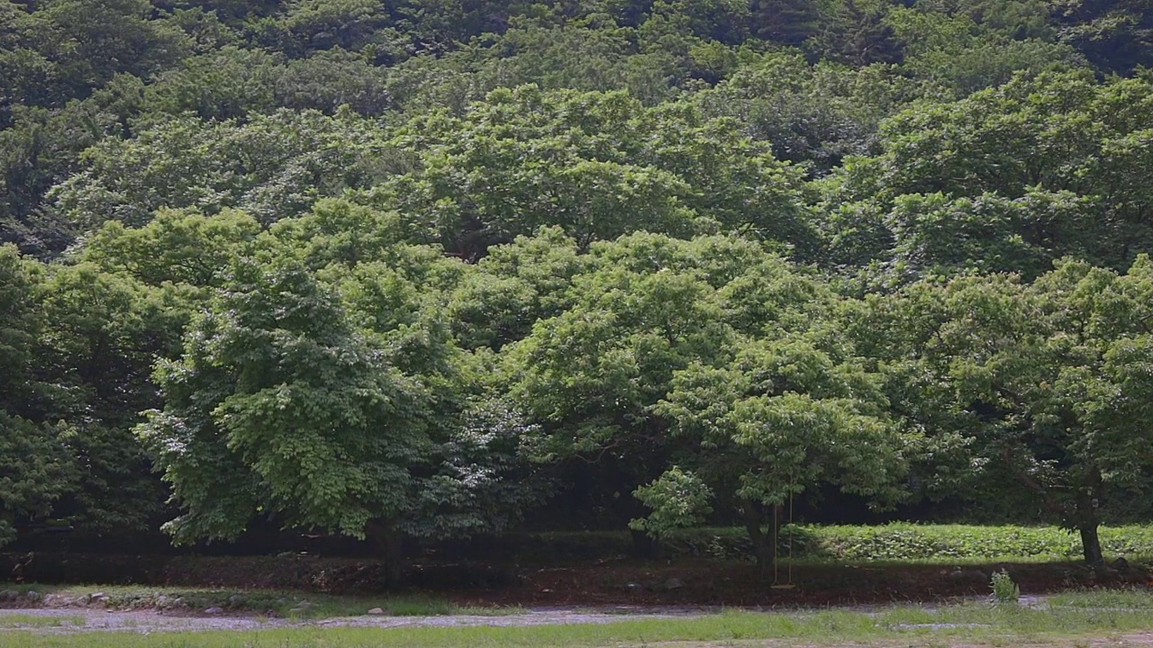 风景与树木和秋千/江原道，韩国视频素材