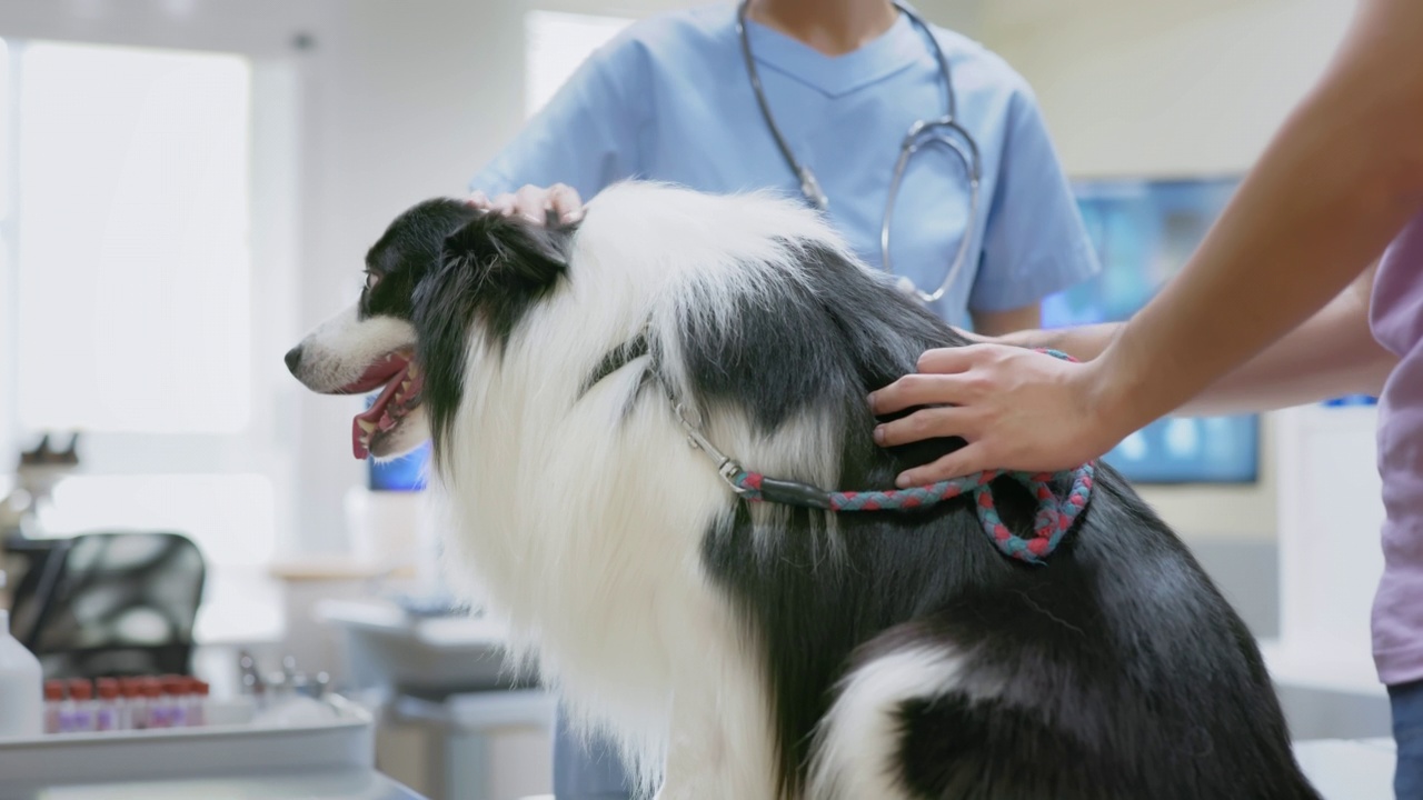 兽医正在检查狗视频素材