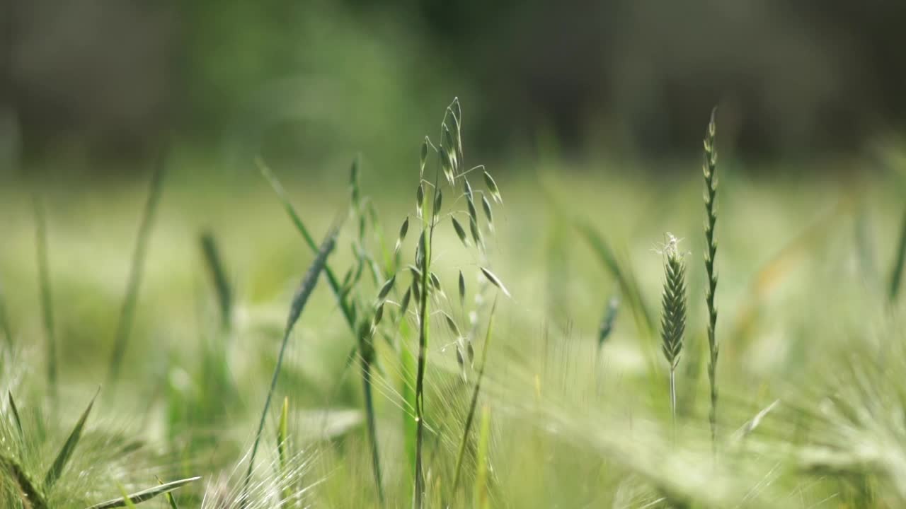 绿色草地上视频视频素材