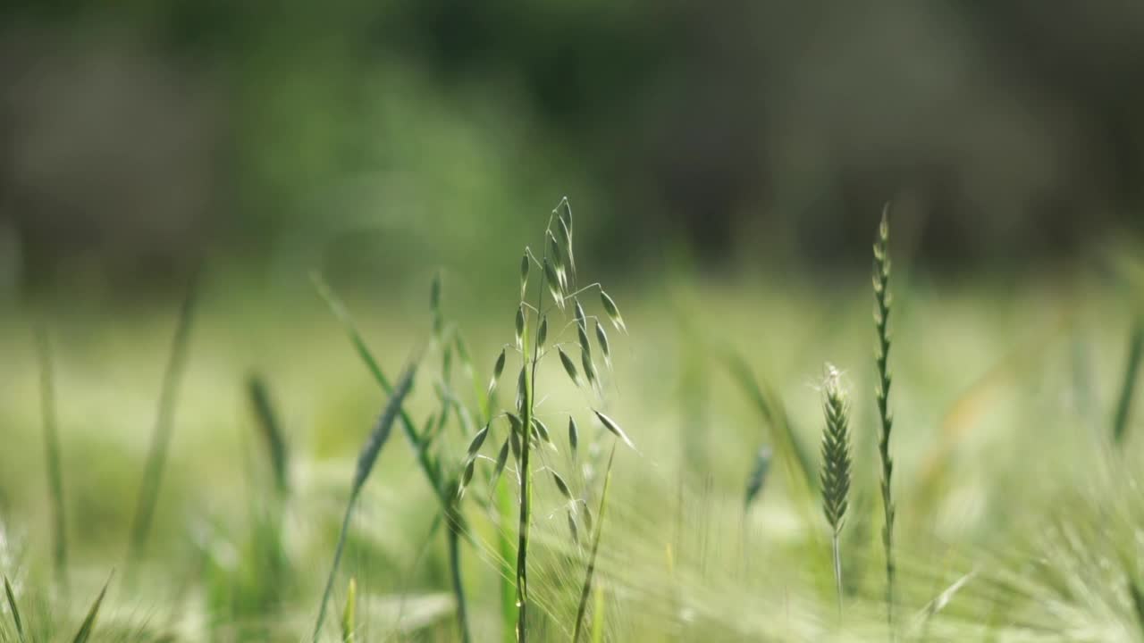 绿色草地上视频视频素材