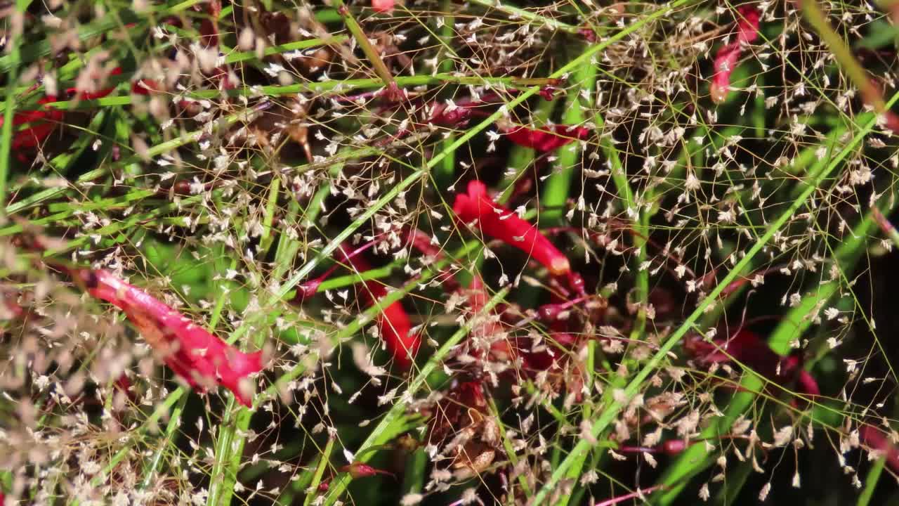 秋天的背景与精致的小干叶对抗红色的俄罗斯花纹理。视频素材