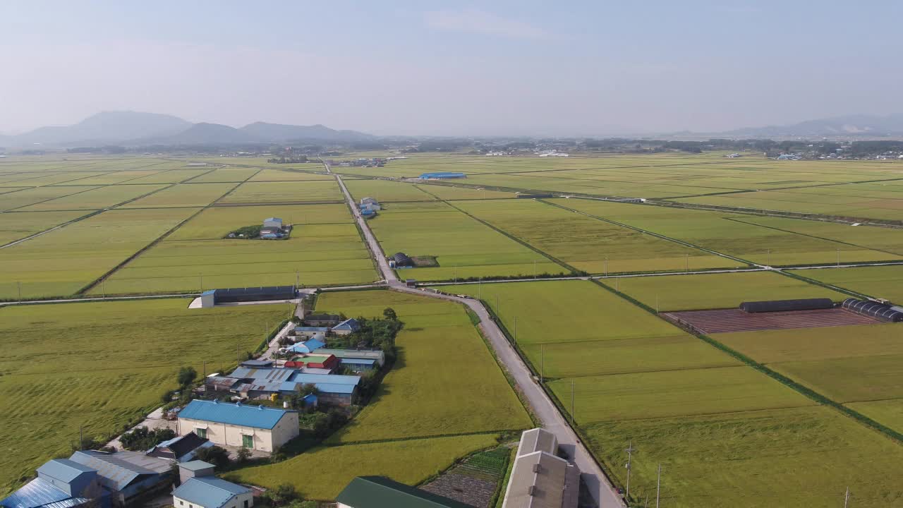 平坦农田的金色田野/韩国全北金济市视频素材