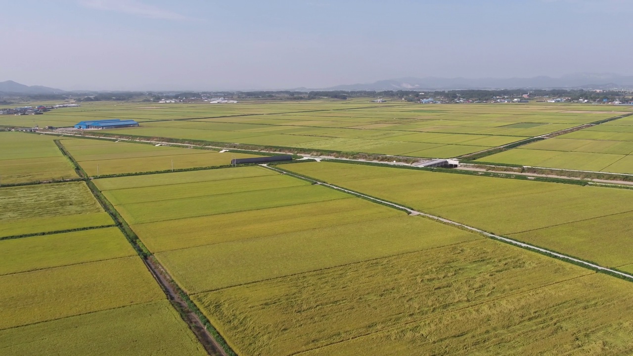 平坦农田的金色田野/韩国全北金济市视频素材