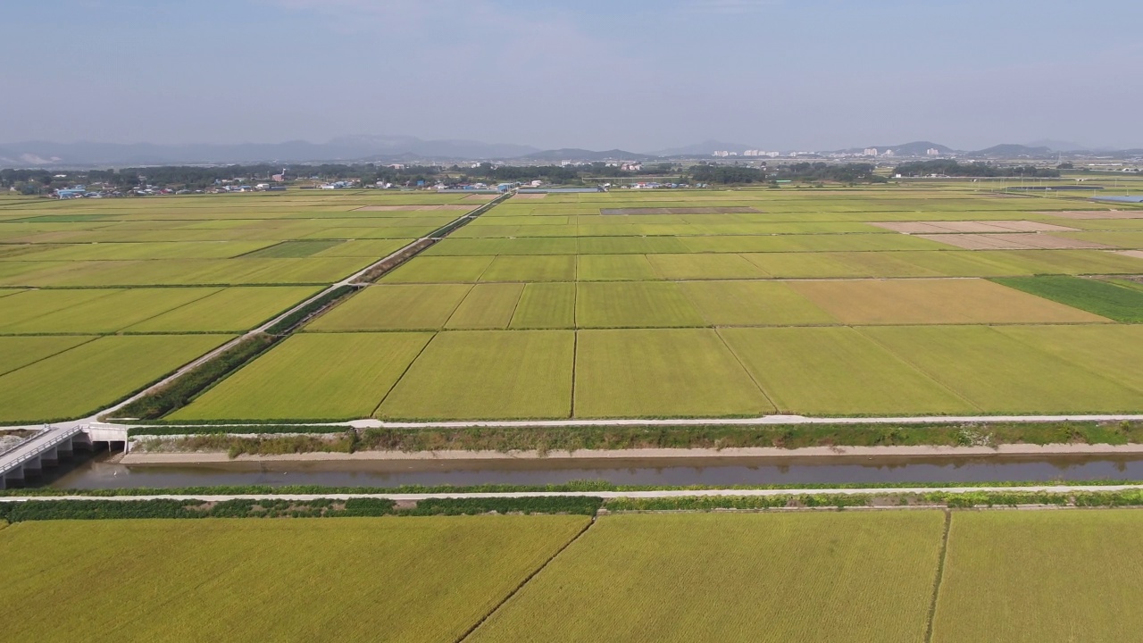 平坦农田的金色田野/韩国全北金济市视频素材