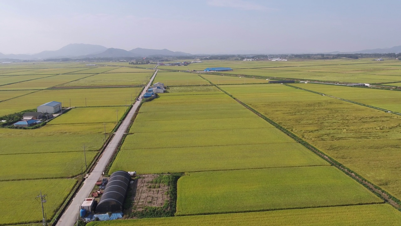 平坦农田的金色田野/韩国全北金济市视频素材