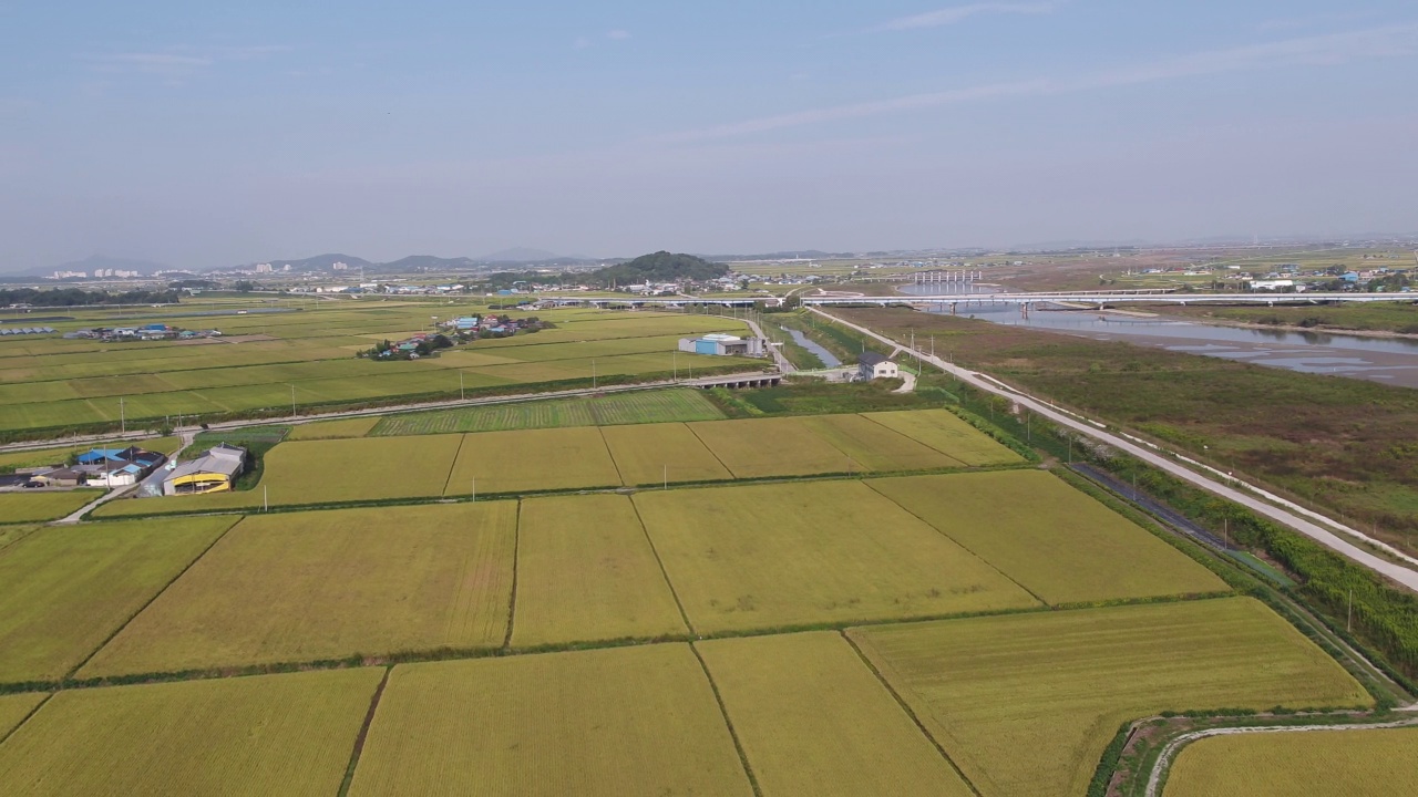 平坦农田的金色田野/韩国全北金济市视频素材