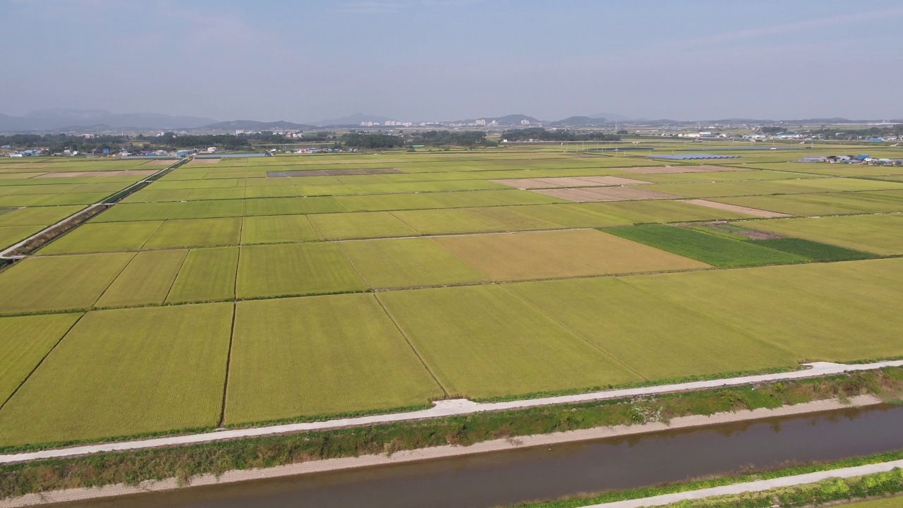 平坦农田的金色田野/韩国全北金济市视频素材