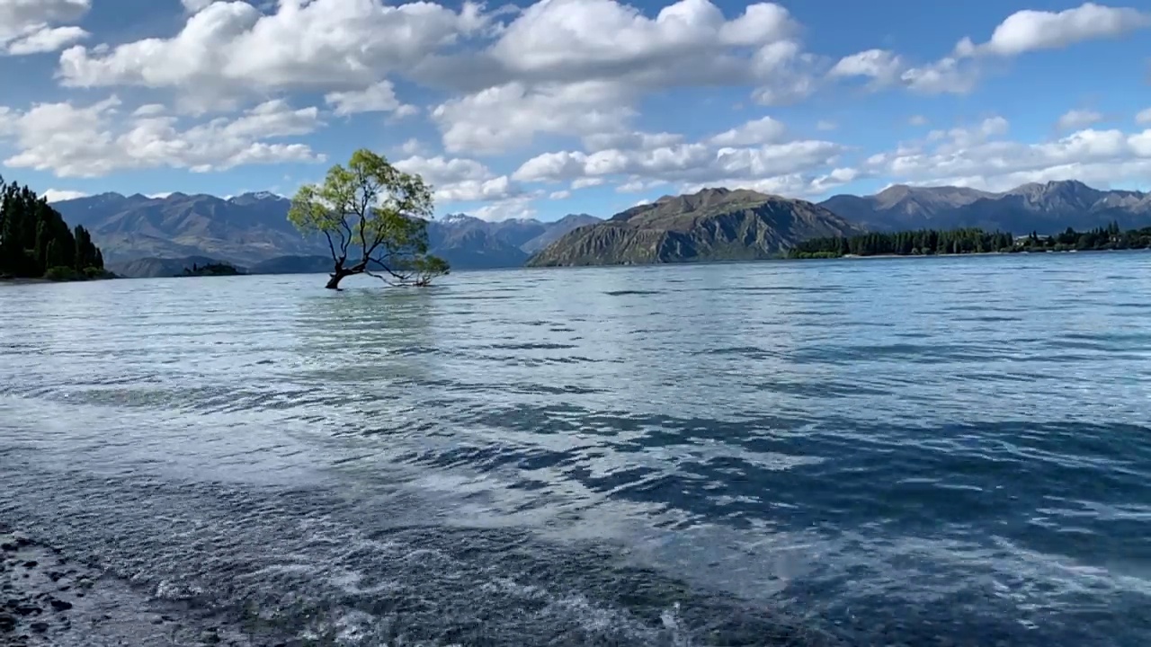 著名风景裂缝柳树(#ThatWanakaTree)，瓦纳卡湖，新西兰视频素材