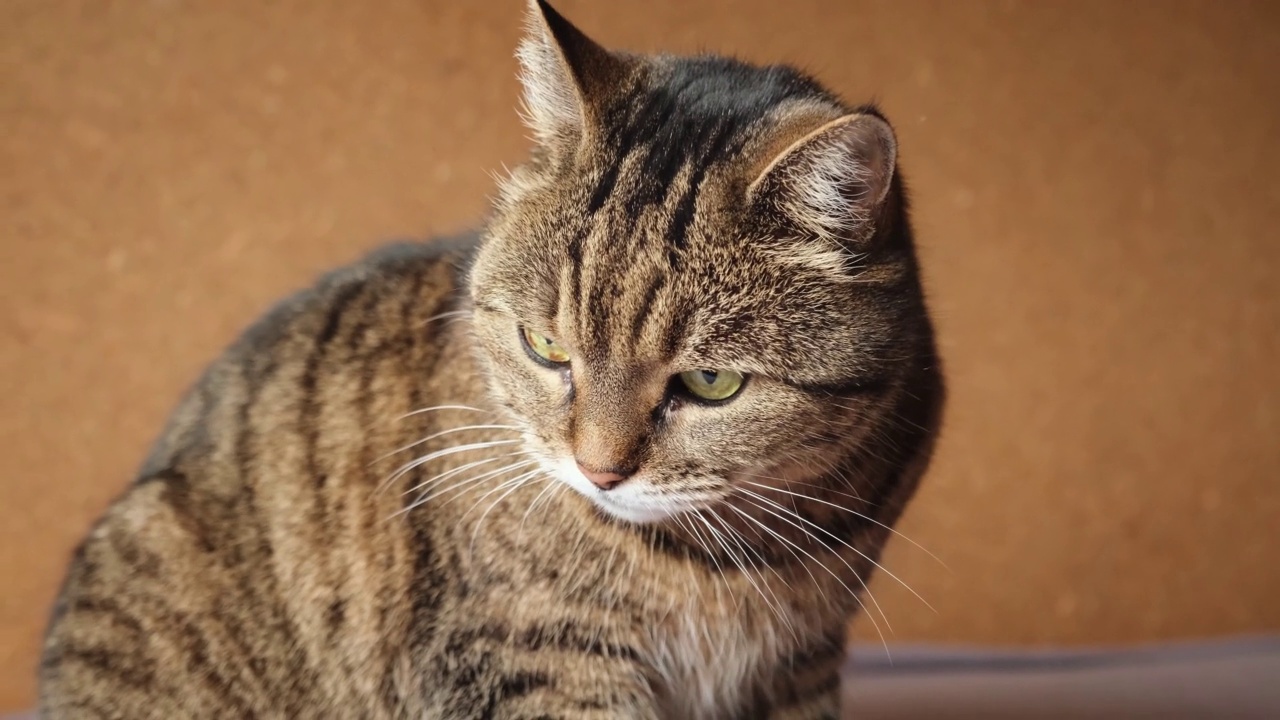 滑稽的肖像傲慢的短毛家养虎斑猫摆姿势在深棕色背景。小猫在室内玩耍休息。宠物护理和动物生活理念。视频素材