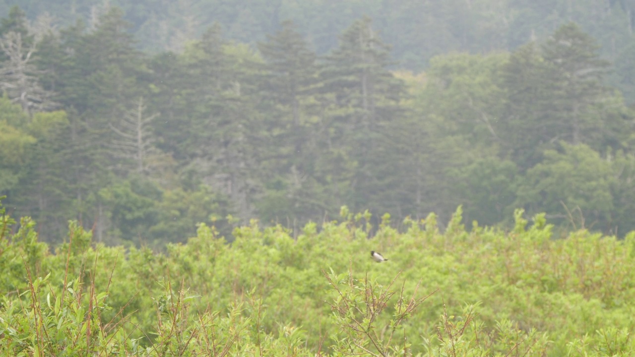 欧洲石楞（萨克西科拉红宝石）千岛群岛视频素材