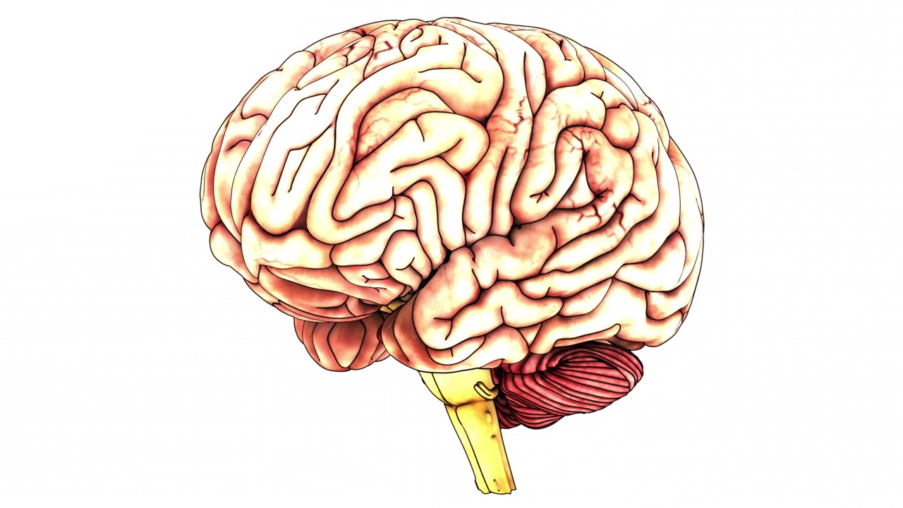 人体神经系统中枢器官脑解剖动画概念视频素材