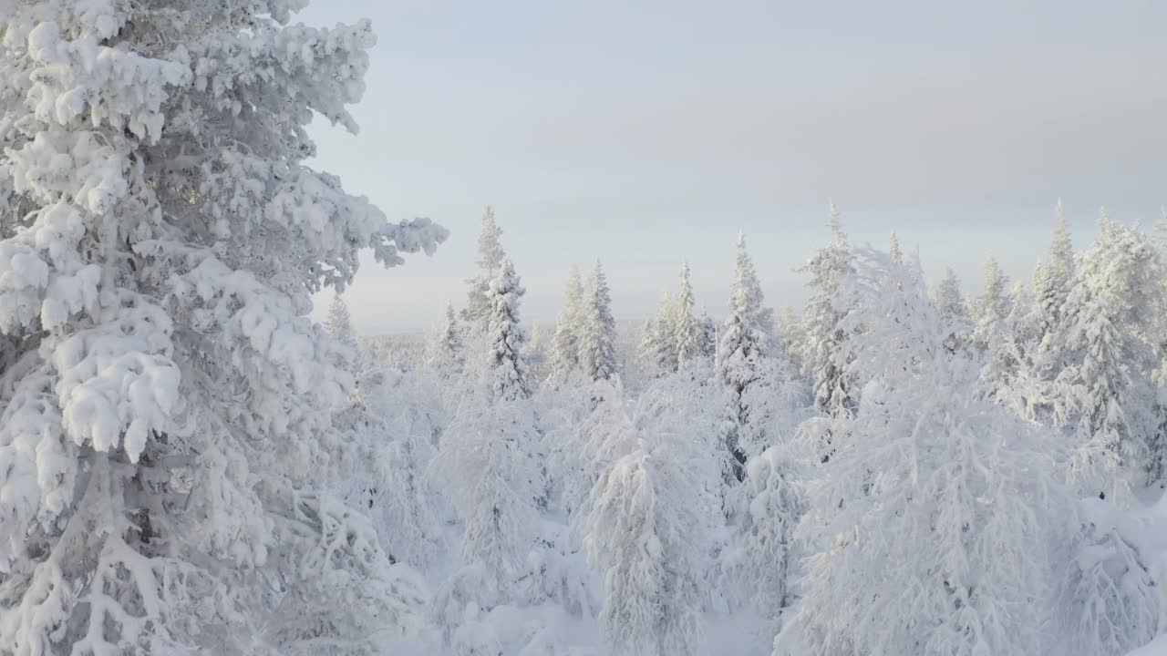 在积雪覆盖的树木中间移动视频素材