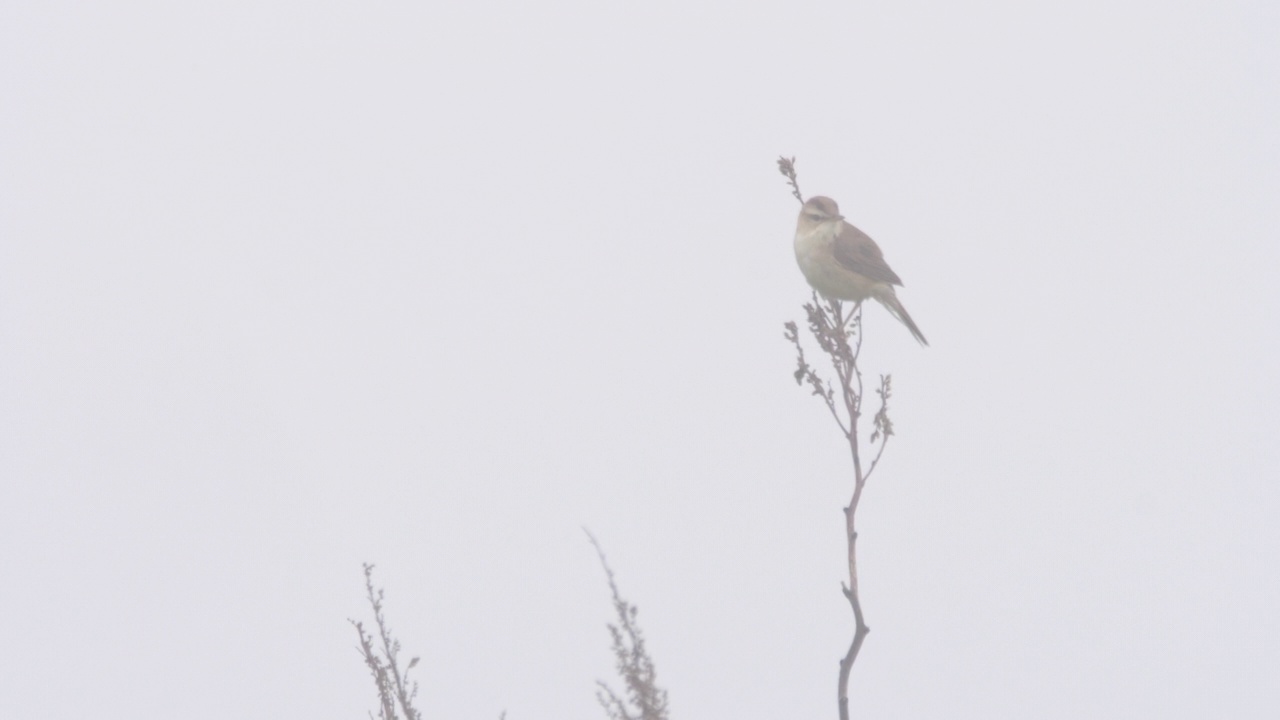 黑眉苇莺(Acrocephalus bistrigiceps)千岛群岛视频素材