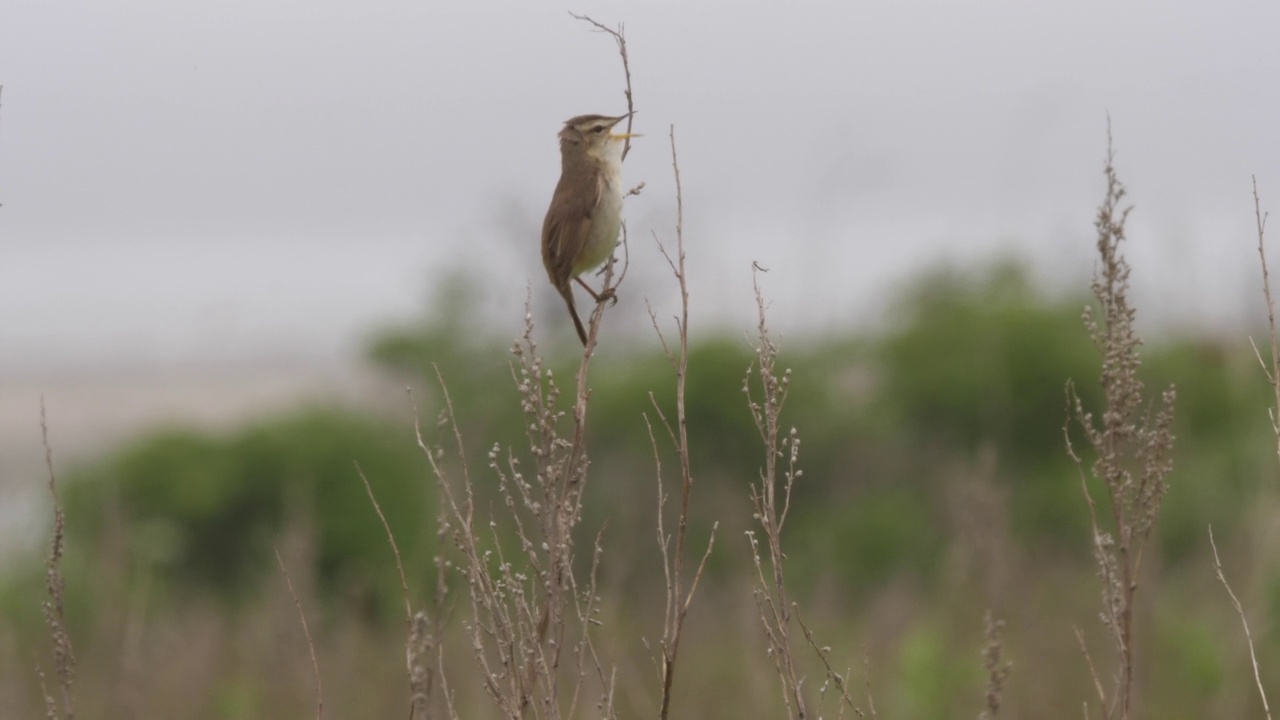 黑眉苇莺(Acrocephalus bistrigiceps)千岛群岛视频素材