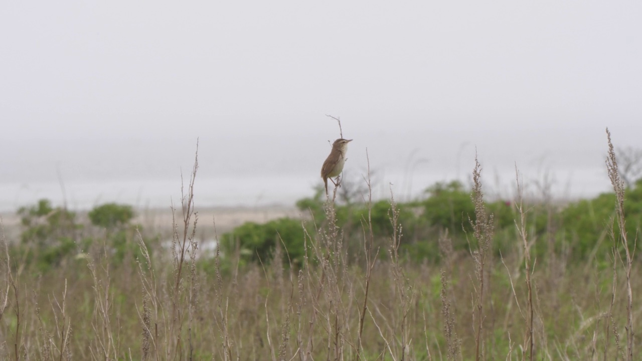 黑眉苇莺(Acrocephalus bistrigiceps)千岛群岛视频素材