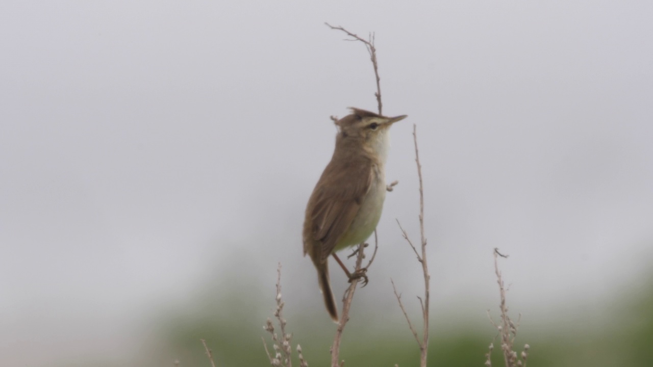 黑眉苇莺(Acrocephalus bistrigiceps)千岛群岛视频素材