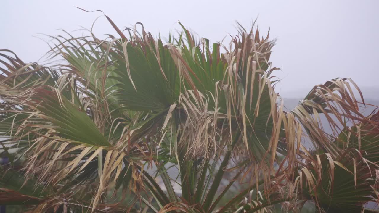 暴风雨天气。海滩上的强风摇动着小棕榈树。气候变化的概念。地中海沿岸视频素材